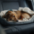Dog-friendly car for safe pet travel
