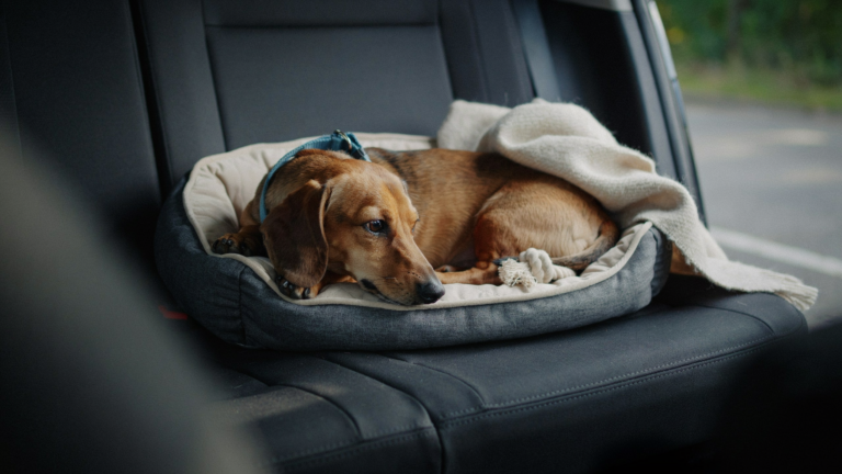 Dog-friendly car for safe pet travel